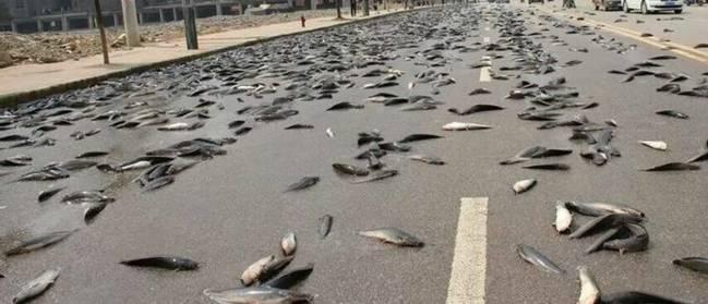 空中降魚(yú)視頻 揭秘罕見(jiàn)空中降魚(yú)現象原理，末日預兆恐怖的空中降魚(yú)實(shí)圖