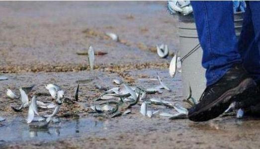 空中降魚(yú)視頻 揭秘罕見(jiàn)空中降魚(yú)現象原理，末日預兆恐怖的空中降魚(yú)實(shí)圖