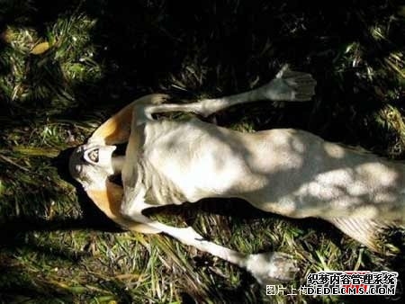 魚(yú)人
