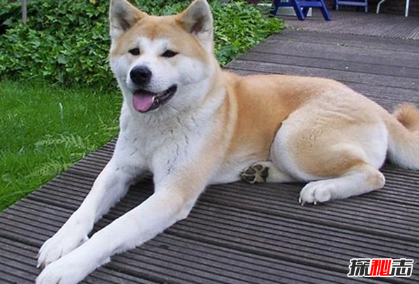 全球最貴的十大狗品種 中國無(wú)毛犬上榜,第一售價(jià)7000美元