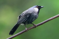黑喉噪鹛：中國(guó)著名籠養(yǎng)鳥(niǎo)，群體性強(qiáng)
