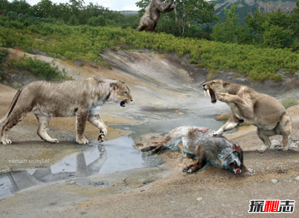 劍齒虎vs殘暴獅,誰(shuí)更強?(殘暴獅體重近半噸)