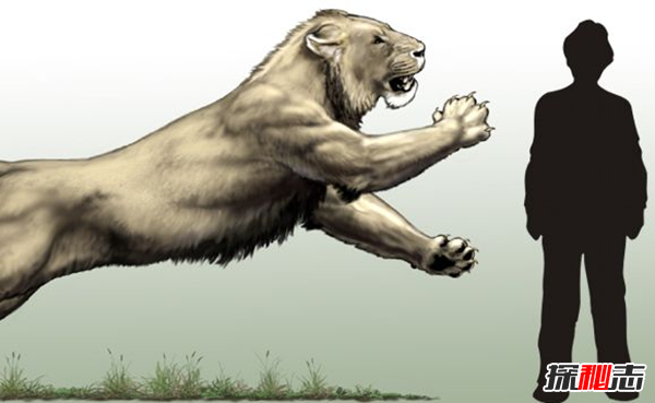 劍齒虎vs殘暴獅,誰(shuí)更強?(殘暴獅體重近半噸)