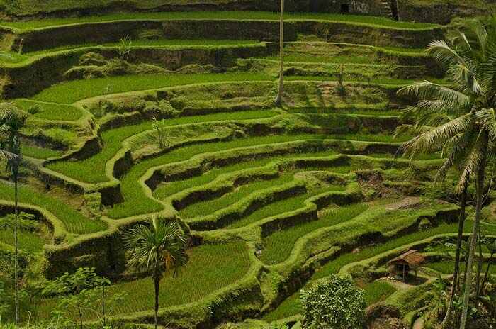 Jatiluwih or Tegallalang Rice Terraces