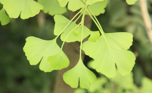銀杏的葉片不僅美觀(guān).而且還有 很高的藥用價(jià)值。
