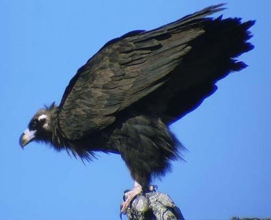 禿鷲英文名叫Cinereous Vulture，又名禿鷹 狗頭雕 狗頭鷲 座山雕